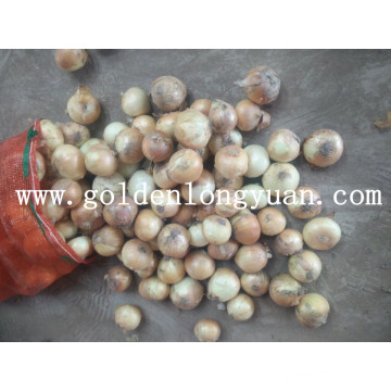 Chinese New Crop Fresh Yellow Onion